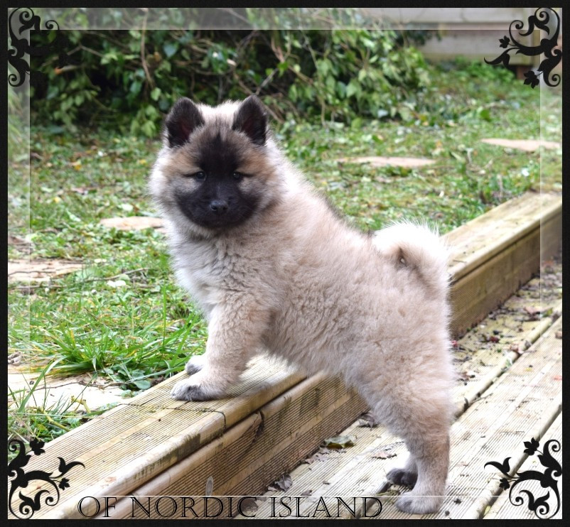 of Nordic Island - Chiots disponibles - Eurasier