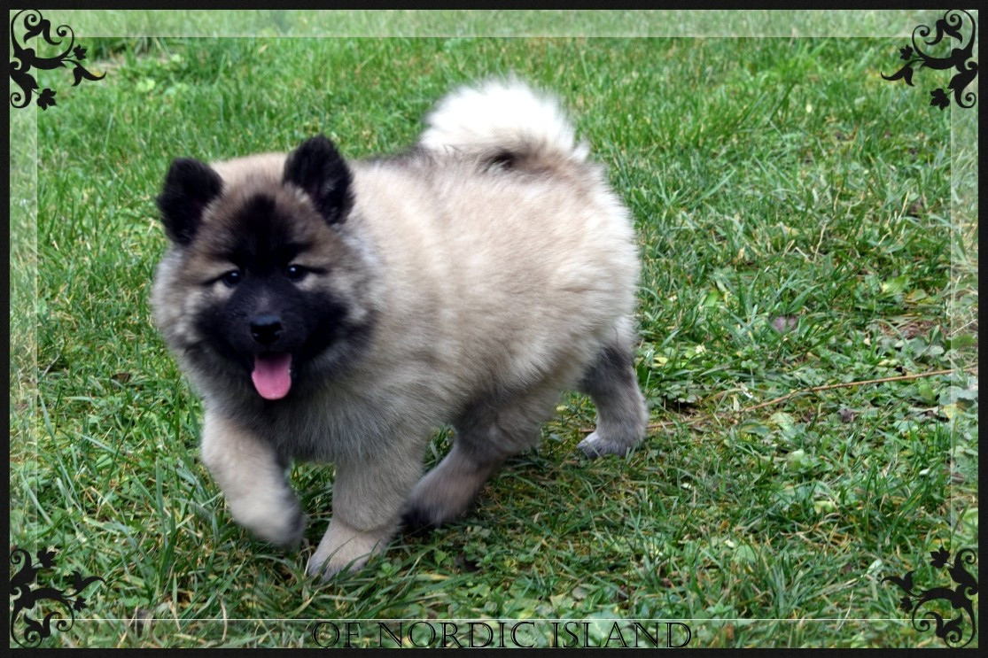 of Nordic Island - Chiots disponibles - Eurasier