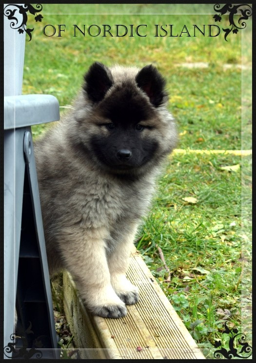 of Nordic Island - Chiots disponibles - Eurasier