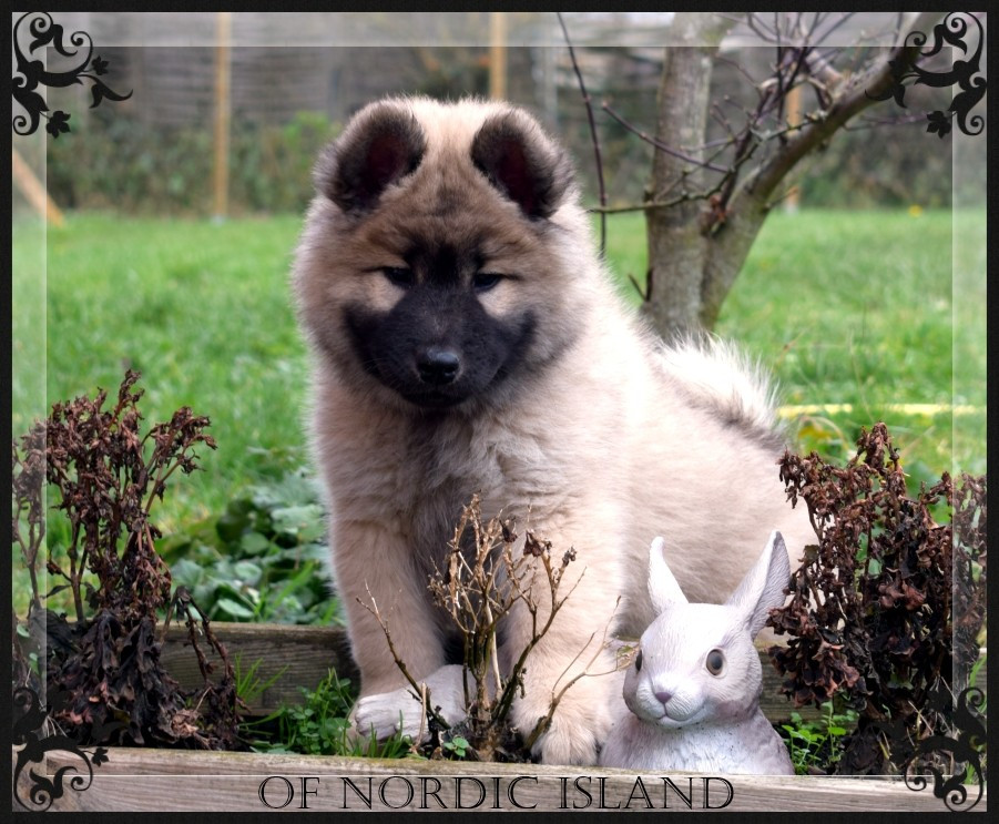 of Nordic Island - Chiots disponibles - Eurasier