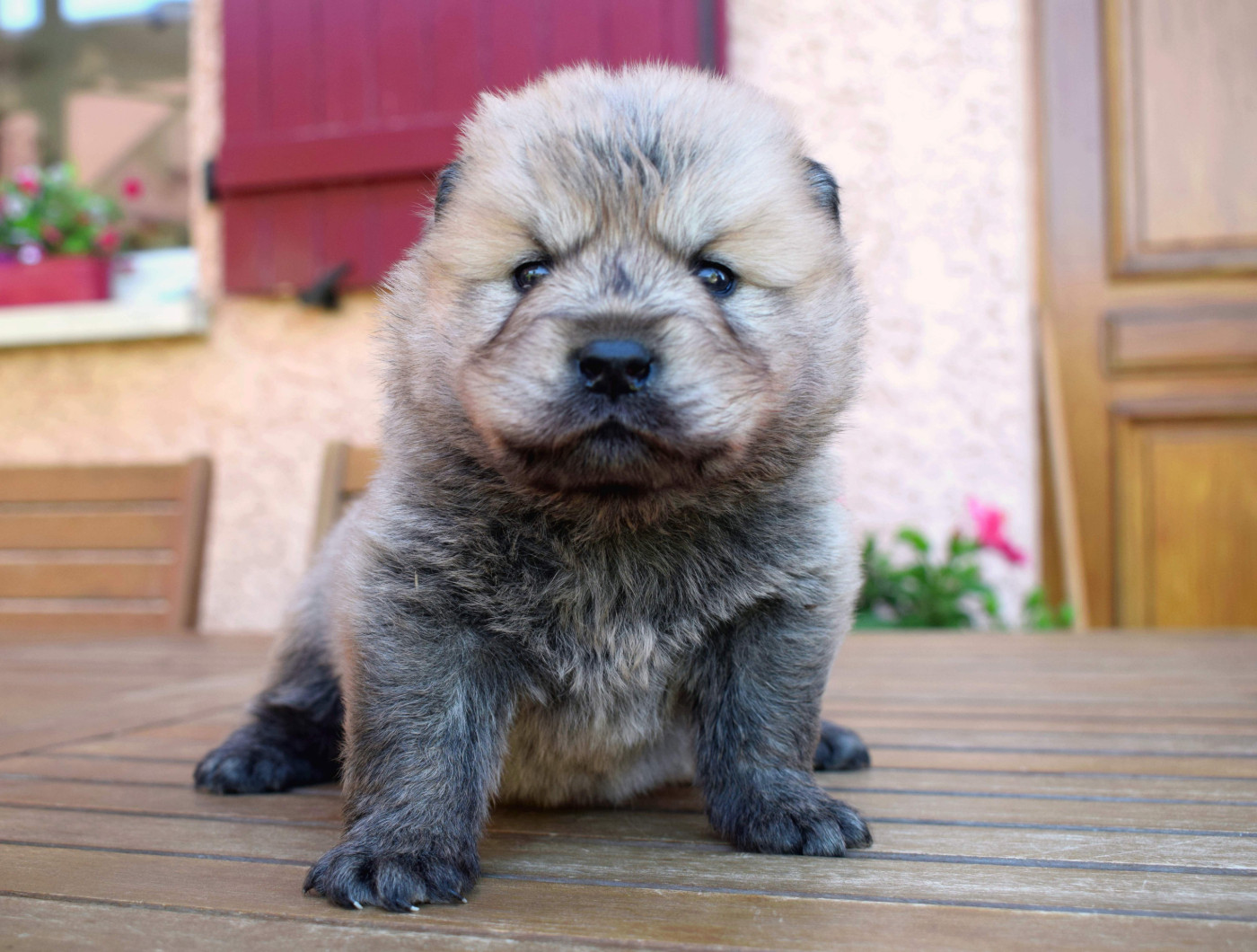 of Nordic Island - Chiots disponibles - Eurasier