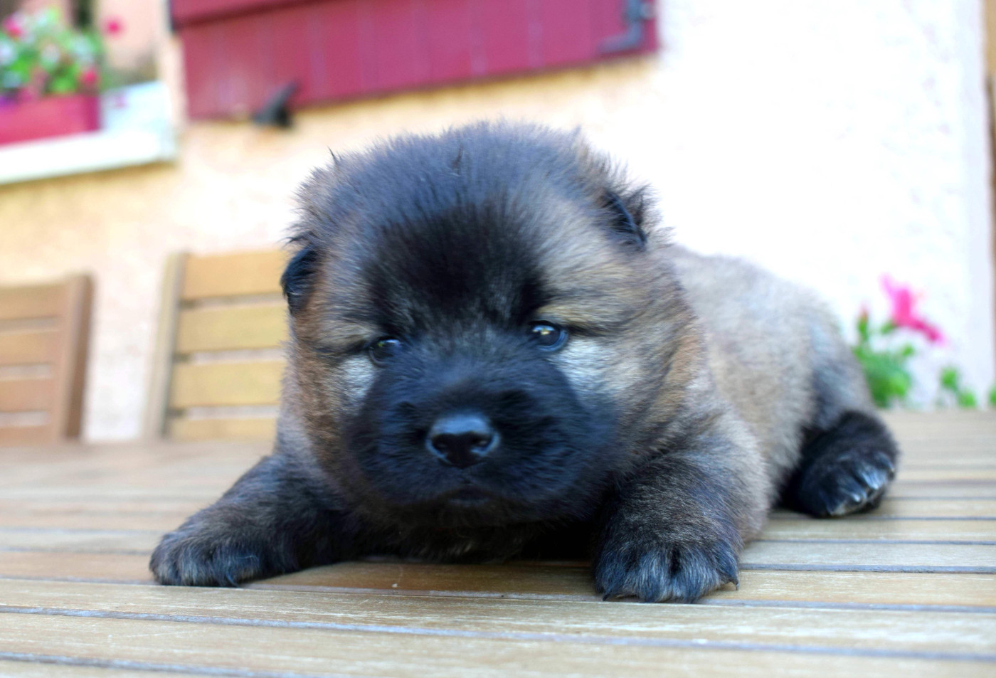 of Nordic Island - Chiots disponibles - Eurasier