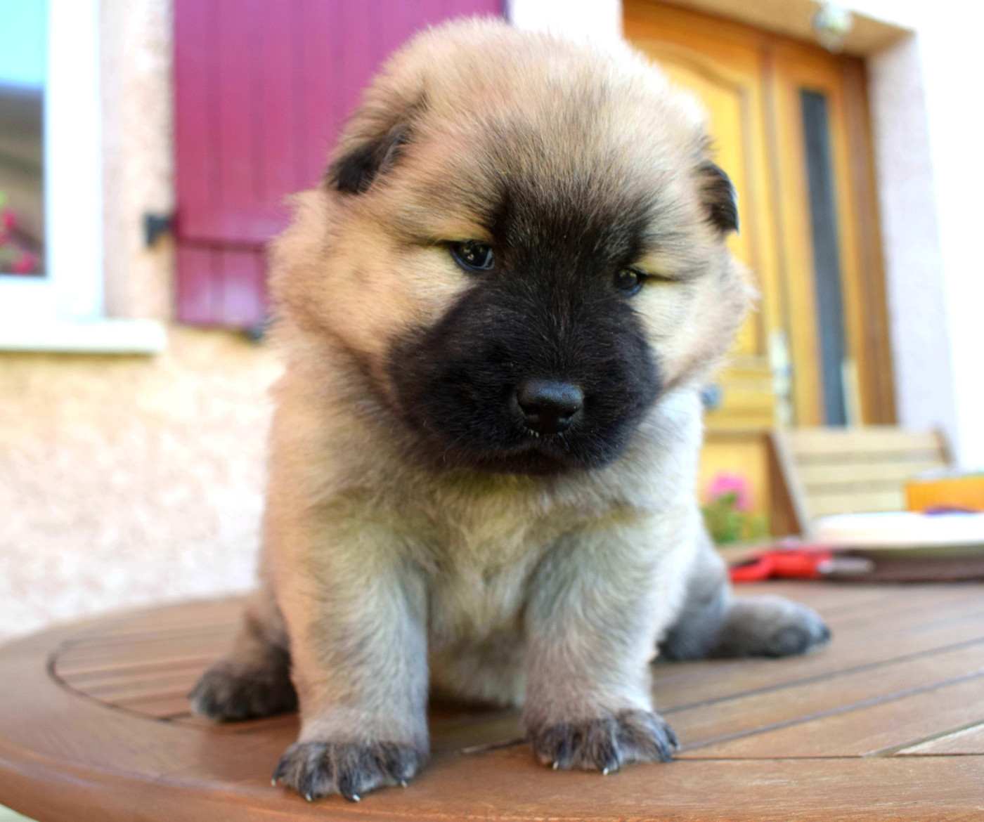 of Nordic Island - Chiots disponibles - Eurasier