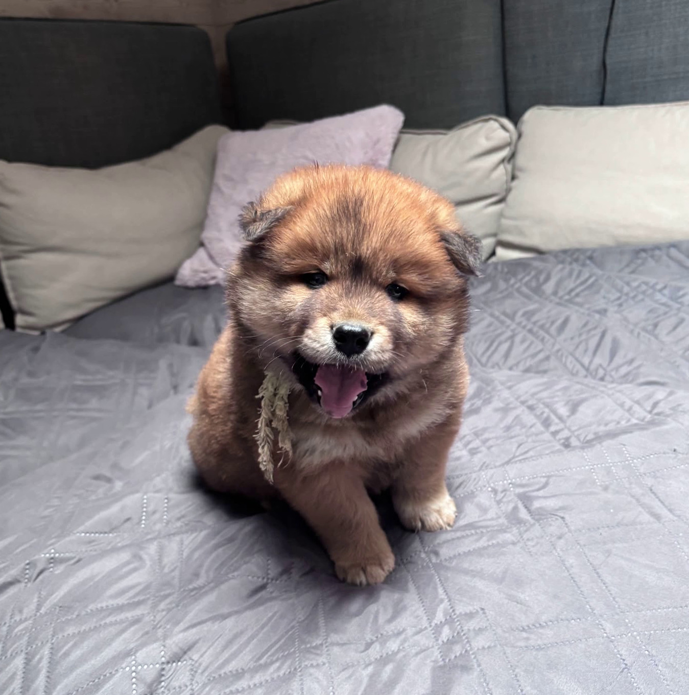 of Nordic Island - Chiots disponibles - Eurasier