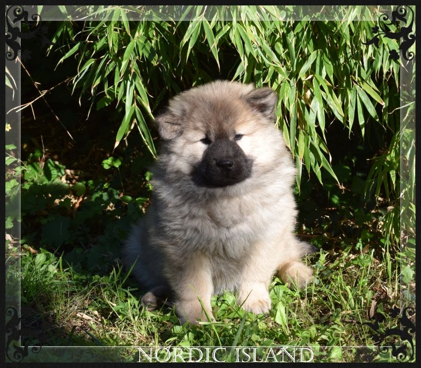 of Nordic Island - Chiots disponibles - Eurasier