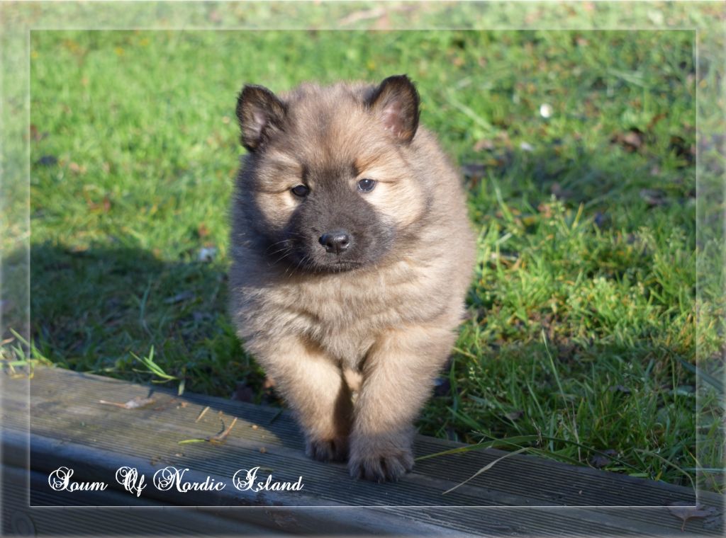 of Nordic Island - Eurasier - Portée née le 06/11/2021