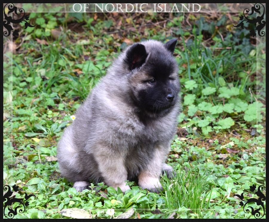 of Nordic Island - Chiots disponibles - Eurasier