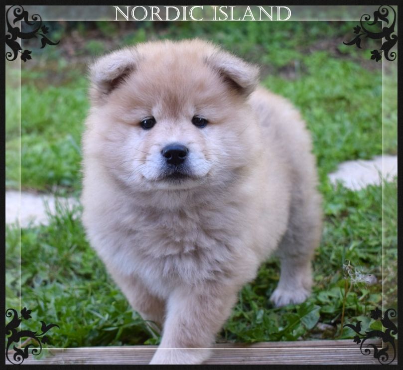 of Nordic Island - Chiots disponibles - Eurasier
