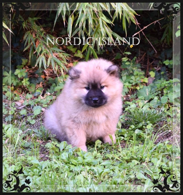 of Nordic Island - Chiots disponibles - Eurasier