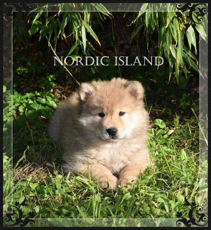 of Nordic Island - Chiots disponibles - Eurasier