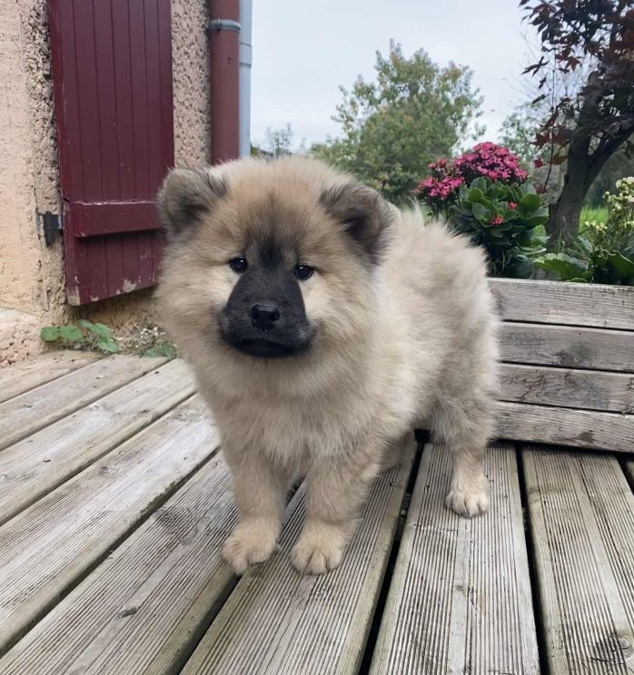 of Nordic Island - Chiots disponibles - Eurasier