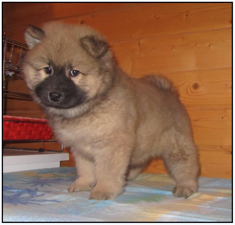 of Nordic Island - Eurasier - Portée née le 25/11/2015