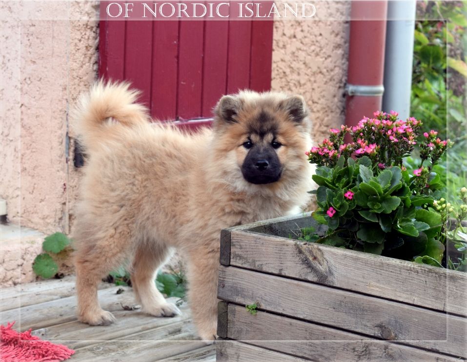 of Nordic Island - Chiots disponibles - Eurasier