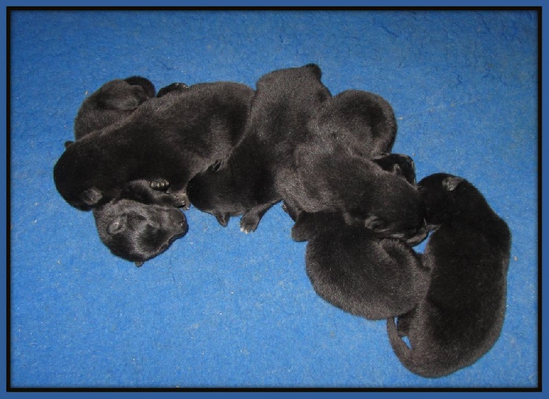 Chiot Eurasier of Nordic Island