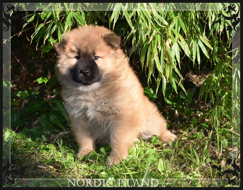 of Nordic Island - Chiots disponibles - Eurasier