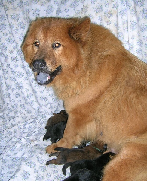 Chiot Eurasier of Nordic Island
