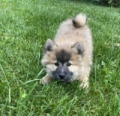 Femelle fauve charbonné (collier blanc)