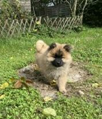 femelle fauve charbonné (collioer vert clair)