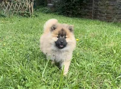 femelle fauve charbonné (collier rose)