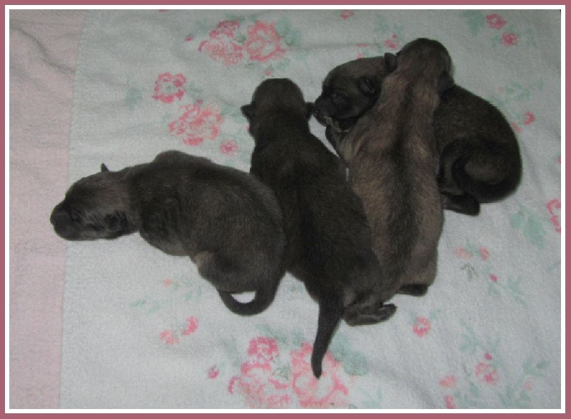 of Nordic Island - Eurasier - Portée née le 30/09/2015