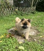 of Nordic Island - Chiots disponibles - Eurasier