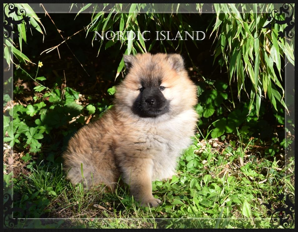 of Nordic Island - Chiots disponibles - Eurasier